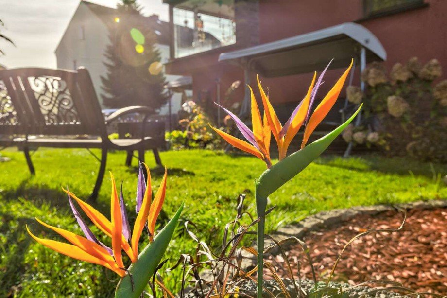 Sonniger Garten mit Bank und Hollywoodschaukel Einfamilienhaus M�llrose
